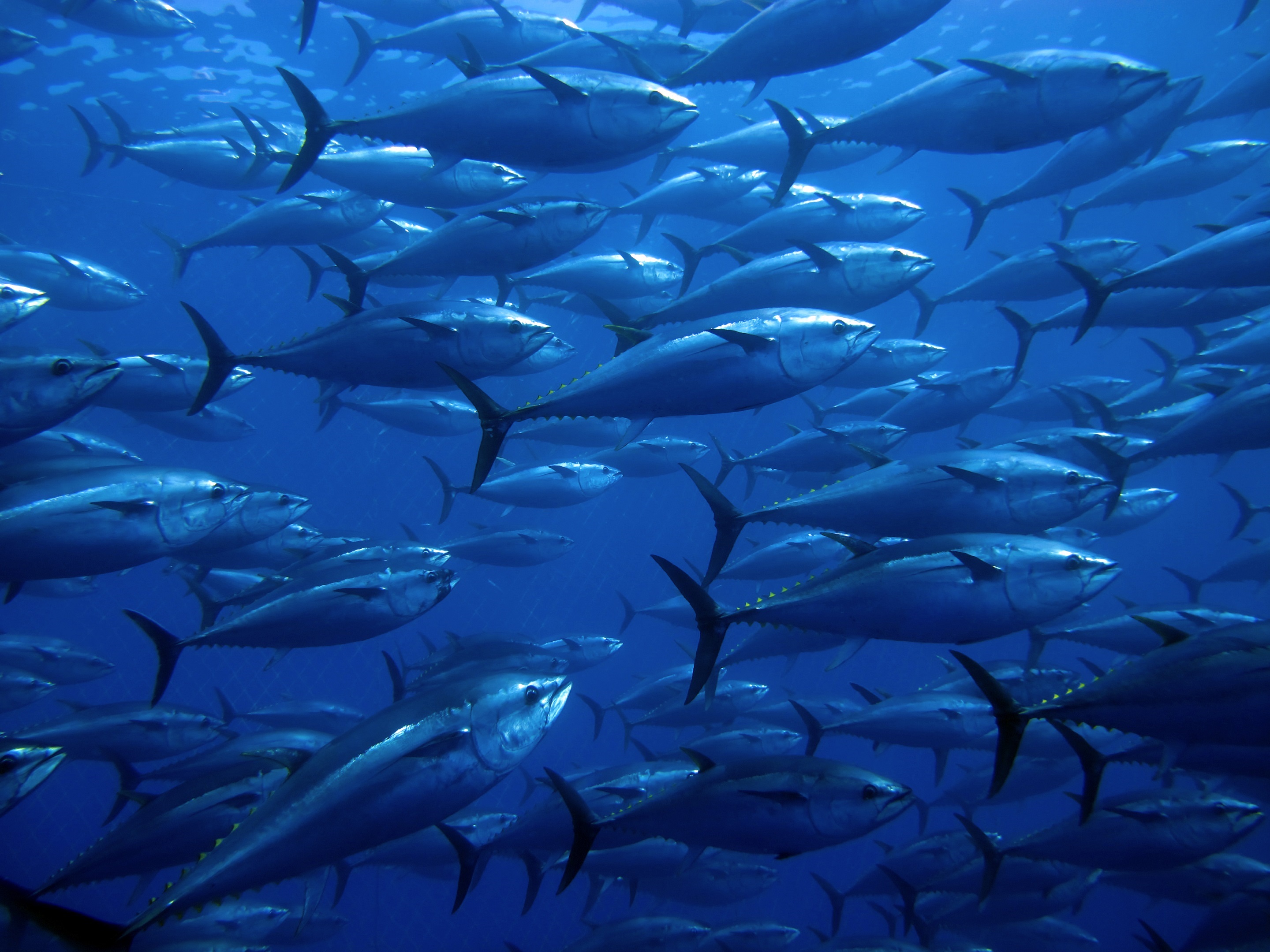 Bluefin Tuna Photo 